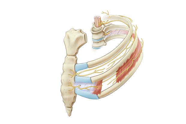 rib and nerve structure